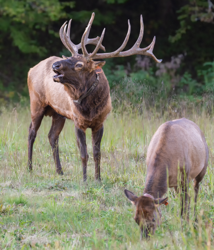 Elk Call